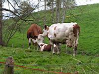 Vaches broutant